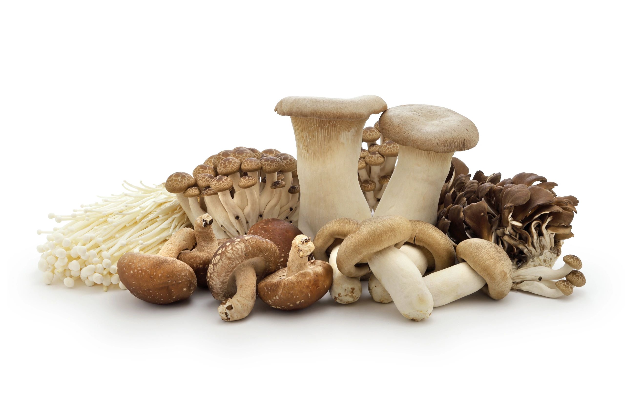 Fresh oyster mushrooms