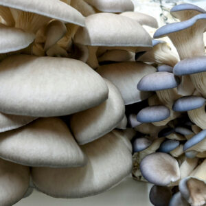 Fresh Blue Oyster Mushrooms – By the Pound